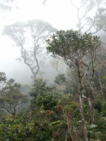 Ab 2500 Metern Hoehe waren wir komplett von Nebel eingehuellt...