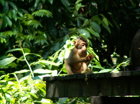 Nee, das ist definitiv kein Orang-Utan. Dieser kleine Makake stibitzte die ein oder andere Banane von seinen groesseren Verwandten!