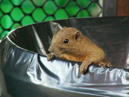 A- oder B-Hoernchen?? Mein regelmaessiger Muelltonnen-Besuch... !