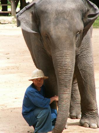 "Mein" Elefant und "mein" Mahout... Walanee und Nom!!