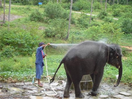 Elefant am Namuang 2 Waterfall