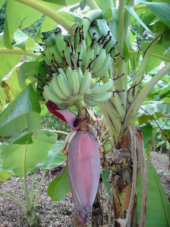 Bananenbaum mit Bluete