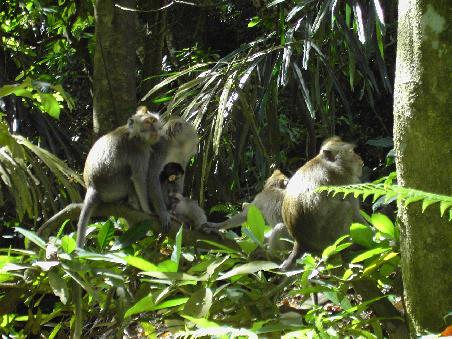 Ubud Affenwald