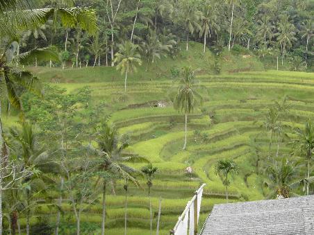 Rice Terrasse