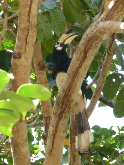 Hornbills waren in der Nähe des Chomjan Resorts häufig zu beobachten
