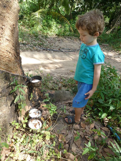 Es gab einiges zu entdecken, Kautschukgewinnung und..