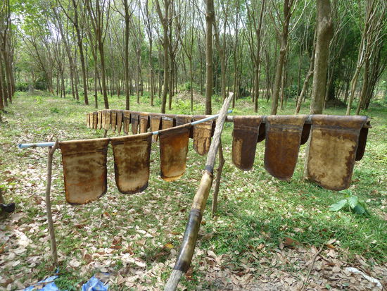 wie dieser dann getrocknet und verarbeitet wird.