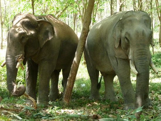 Aber viel spannender waren natürlich die beiden Elefanten.