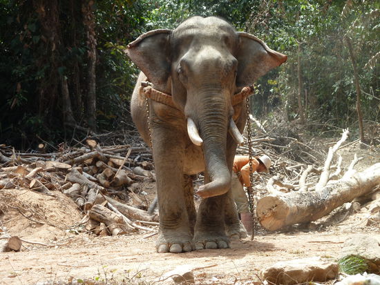 Und dann waren wir nochmals bei den beiden Arbeits Elefanten. Eindrücklich was die leisten...