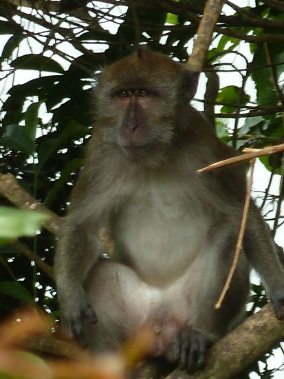 Affenbesuch vor und...