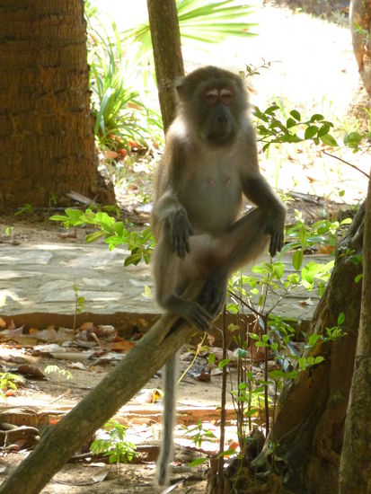 Eine Affe im NP am meditieren....