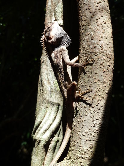 Diese Echsen sahen wir immer mal wieder, nicht nur im NP.