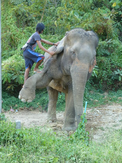 So gehts auf den Elefanten für geübte!