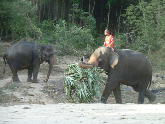 Die beiden sind fleissig am Ananasstauden schleppen