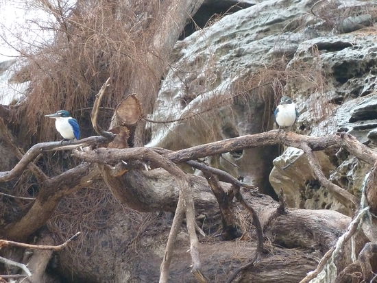 Unsere Haustiere diese Woche!