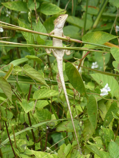 Echsen Turnen im Dschungel