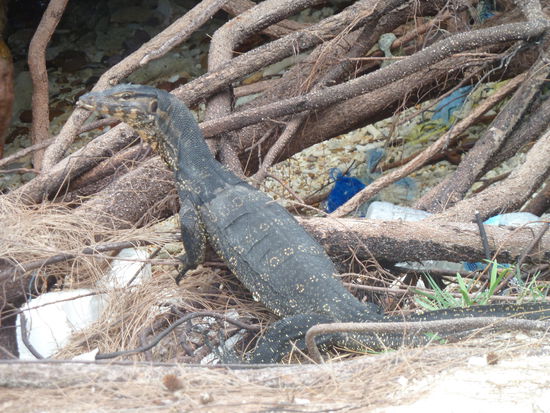 Wasser Monitor Waran