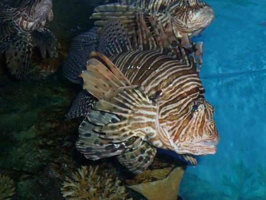 Es gab viele Fische zu sehen...