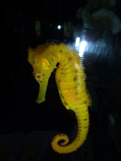 auch Seepferdchen und