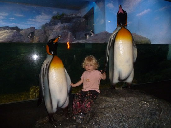 Pinguine, auch richtige...