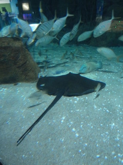 Grosse und kleine Rochen