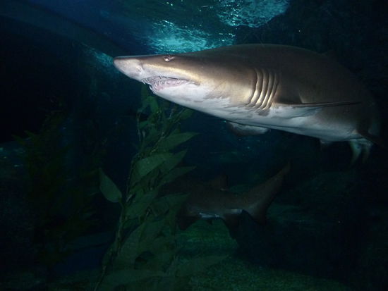 Ebenso grosse und kleine Haie