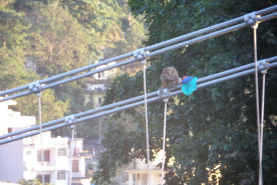 ...Affen die den Menschen die Taschen klauen. Sie laufen hier überall herum . Auch auf den Balkonen der Hotels.