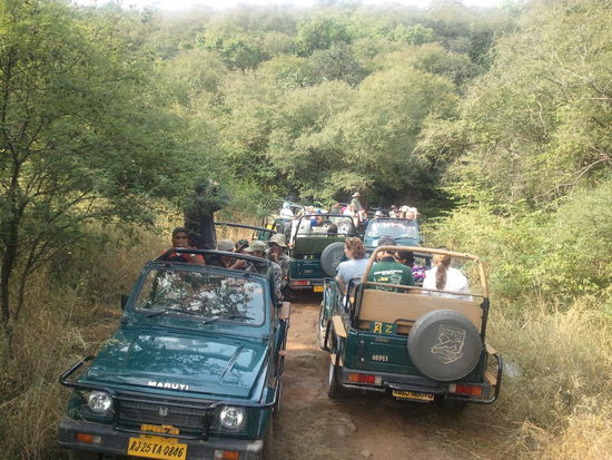 Stau wegen Tiger-Alarm...ohne Worte