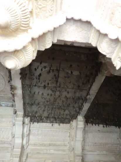 und hier wohnen die possierlichen Tierchen