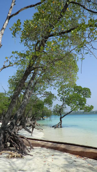 in den Mangrovenhainen