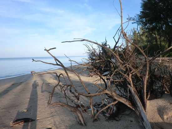 Wurzeln, Sand , Meer