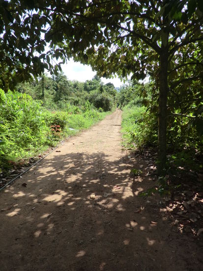 der Dschungelweg zur Farm