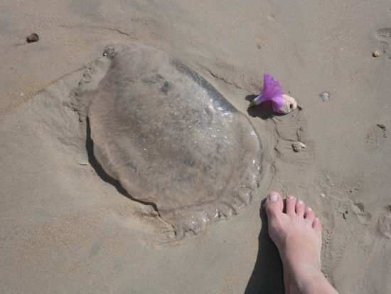 So eine Riesenqualle habe ich zum ersten mal gesehen, 
war aber tot