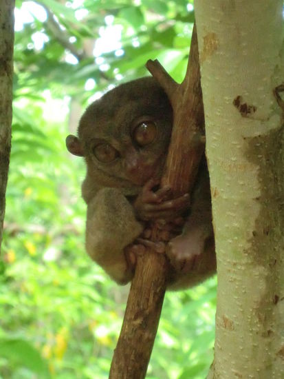 Tarsier
