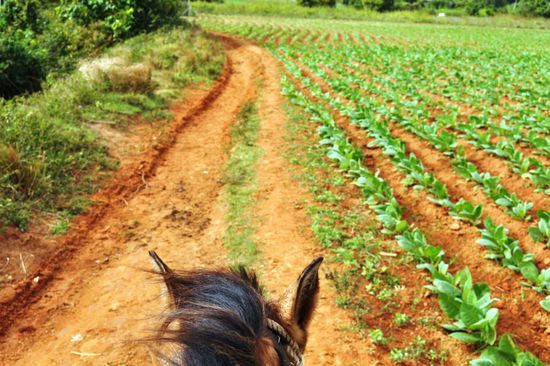 Reitausflug über die Tabakfelder