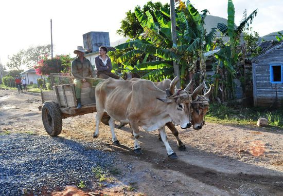 Dieses Verkehrsmittel trifft man in Vinales häufig an