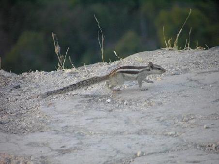 Nicht nur Affen, Leoparden und Baeren - auch hunderte von Streifenhoernchen leben hier.