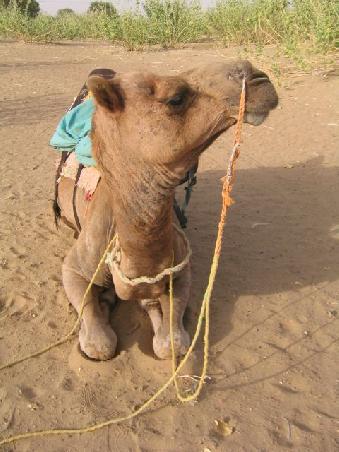 Eines unsere Kamele -