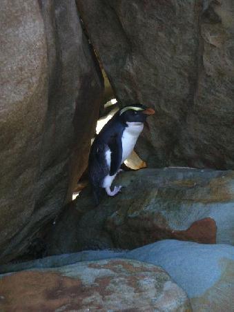 Pinguine am laufendem Band