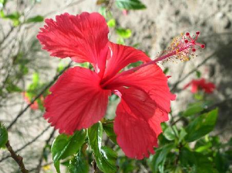 Der Hibiskus - die Suedseepflanze fuer das Ohr.
