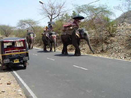 Meine ersten Elephanten auf der Strasse.
