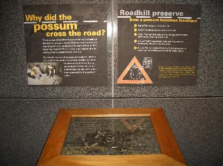 Abschied vom Possum,
dem Staasfeind Nr. 1.
Im Te Papa Museum in Wellington ausgestellt, allerdings nur in zusammengefahrener Konsistenz
(Alle anderen Tiere sind ausgestopft zu besichtigen)