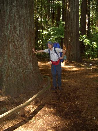 Mammutbaume im Whakarewarewa State Forest Park.