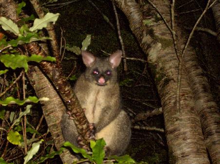 Da raschelt es Nachts neben mir im Gebuesch? Ein Possum, absolut zam lies es sich nicht vom Blizlichtgewitter meine Kamera beirren. Erst als ich mit einem Stock ankam zischte es ab.