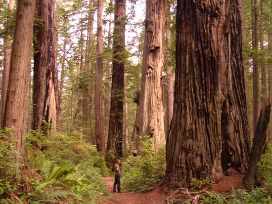 Im Redwood National Park