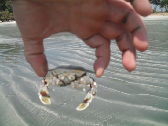 der erste grosse Krebs