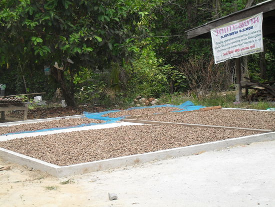 Nach dem Tourismus ist hier die Haupteinnahmequelle der Anbau von Cashew-Nuts Baeumen. So werden die Nuesse getrocknet. Die Frucht selbst kann man essen und ist voll lecker. Sieht fast aus wie ein Apfel, schmeckt auch ein bisschen so. Die Wege sind hier gesaeumt von den Baeumen, staendig fallen die apfelgrossen Dinger runter - bis jetzt immer nur neben uns, aber es wird wohl nicht mehr lange dauern bis uns eine trifft