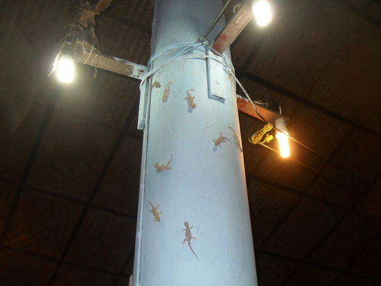 allabendliche Besucher - ich liebe diese Geckos! ... und meine Mutti findet das jetzt bestimmt voll eklig *hi, hi*