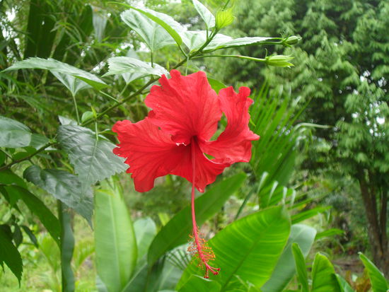 schoen, gelle?! Die bluehen hier ueberall.