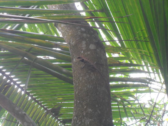 der war heute Morgen am Baum vor unserem Bungalow,